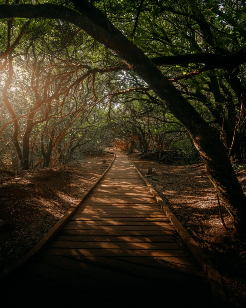 Parque Rural de Anaga, Tenerife