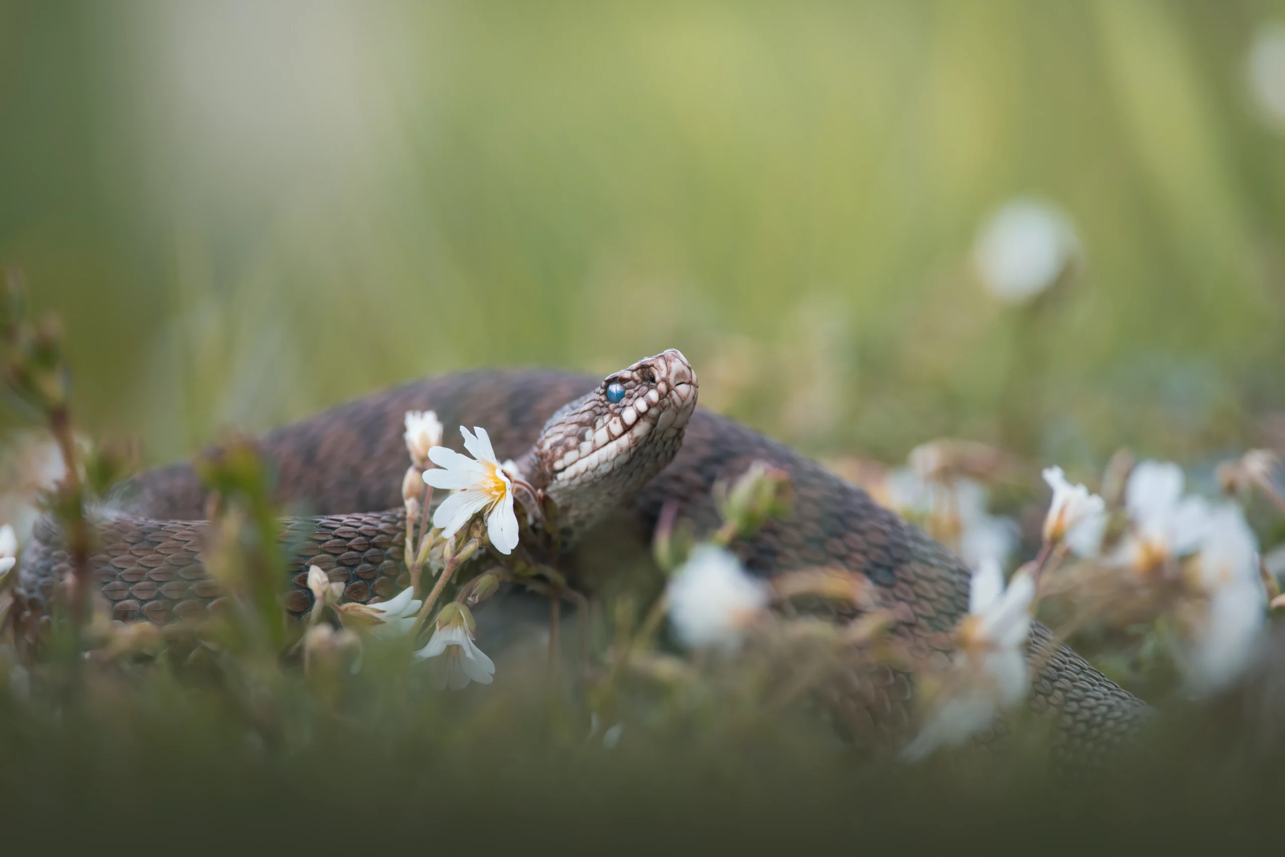 Vipera_ Parco nazionale dello Stelvo
